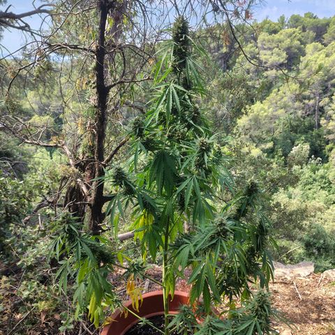 Fat Banana Automatic growlog timeline photo