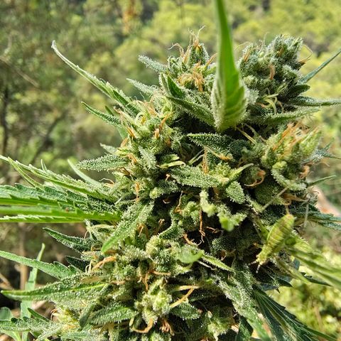 Fat Banana Automatic growlog timeline photo
