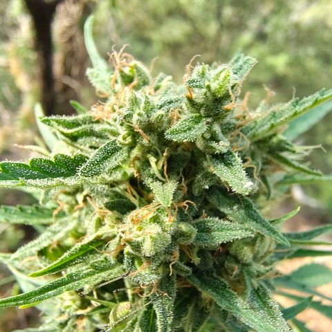 Fat Banana Automatic growlog timeline photo