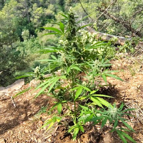 H1 growlog timeline photo
