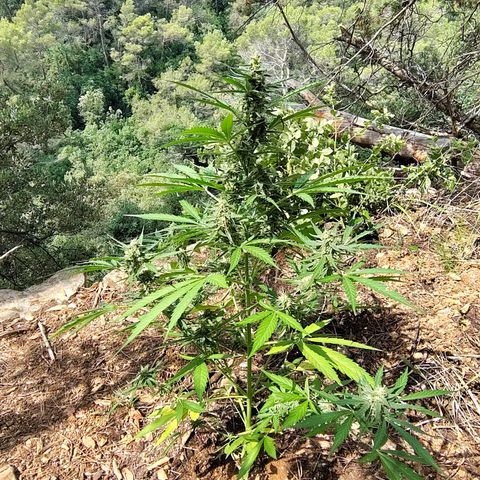 H1 growlog timeline photo