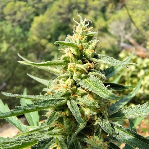 H1 growlog timeline photo