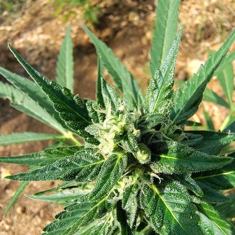 P1 growlog timeline photo