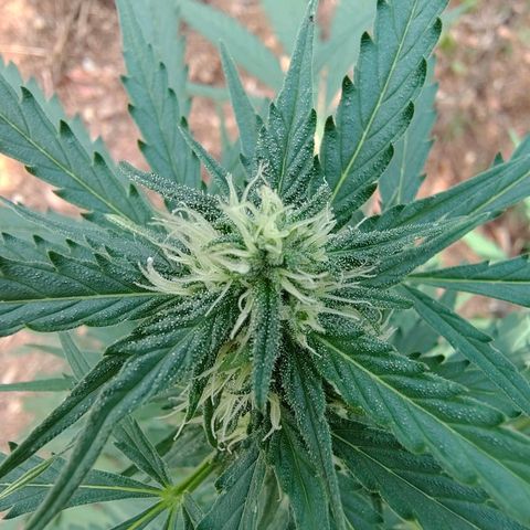 AK2 growlog timeline photo