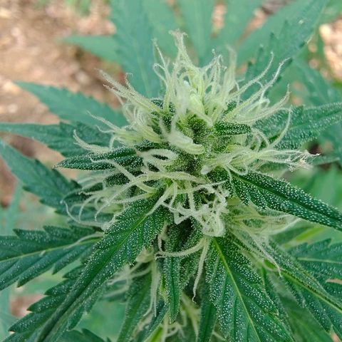 AK1 growlog timeline photo