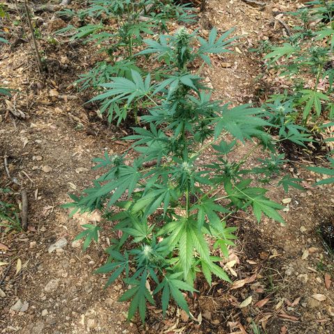 AK1 growlog timeline photo