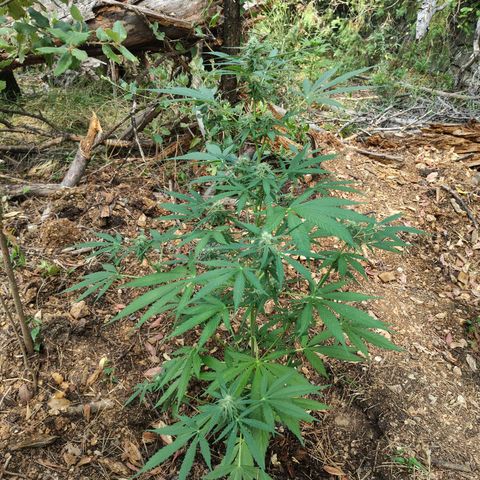 H2 growlog timeline photo