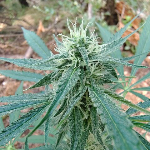 H2 growlog timeline photo