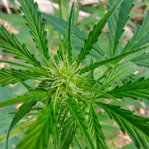 FAT3 growlog timeline photo
