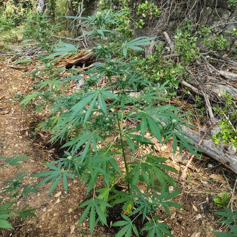 P2 growlog timeline photo