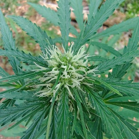 P2 growlog timeline photo