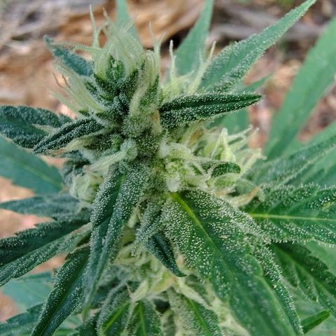 P3 growlog timeline photo