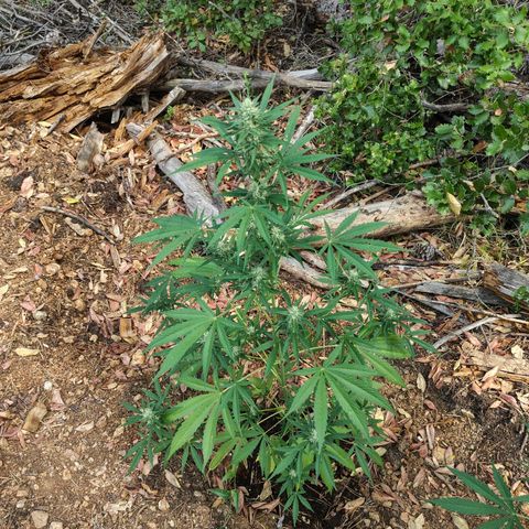 P3 growlog timeline photo
