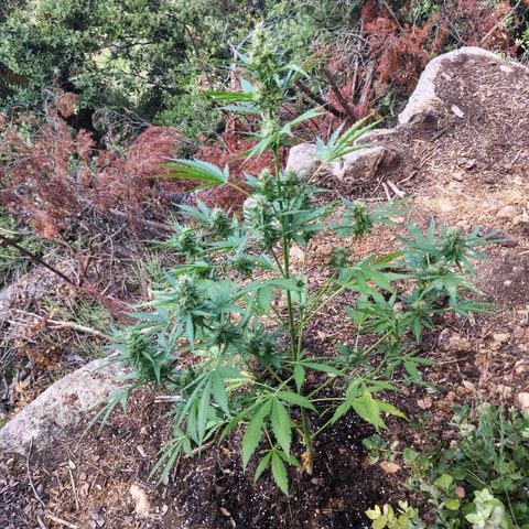 AK3 growlog timeline photo