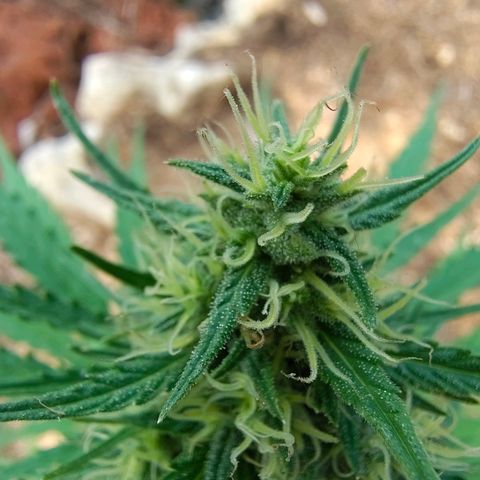 AK3 growlog timeline photo