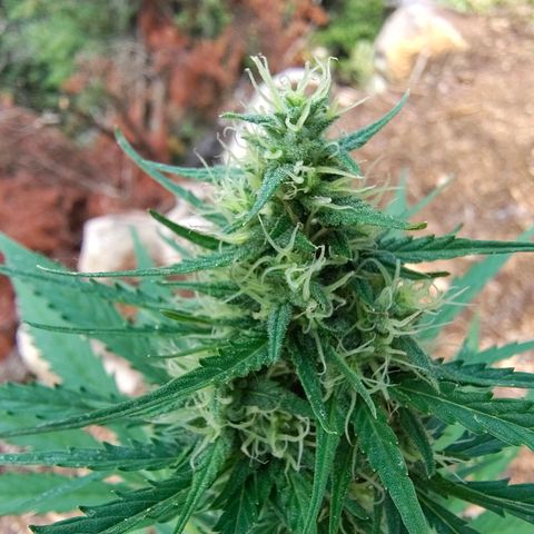 AK3 growlog timeline photo