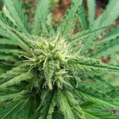 FAT1 growlog timeline photo