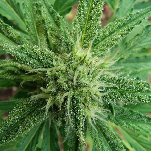 FAT1 growlog timeline photo