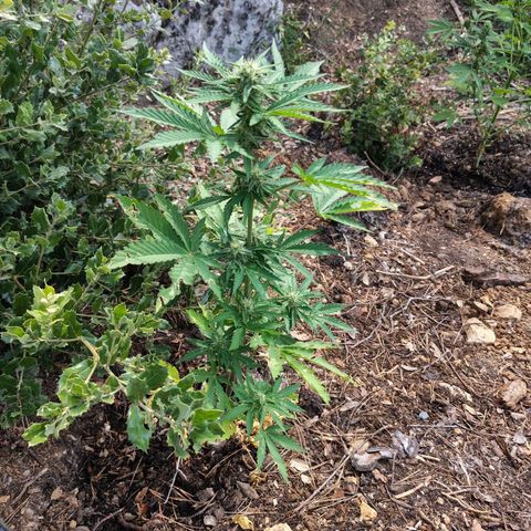 FAT1 growlog timeline photo