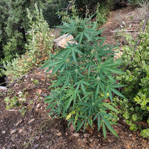 H3 growlog timeline photo