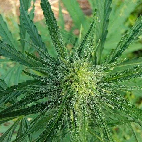 H3 growlog timeline photo