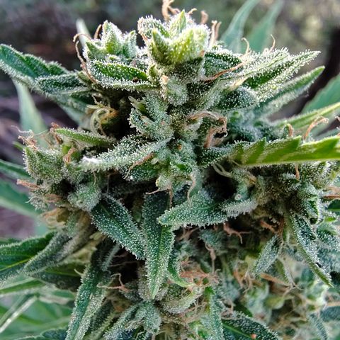 Fat Banana Automatic growlog timeline photo
