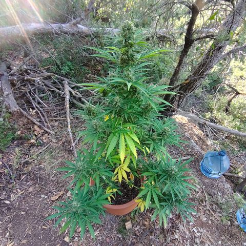 Fat Banana Automatic growlog timeline photo