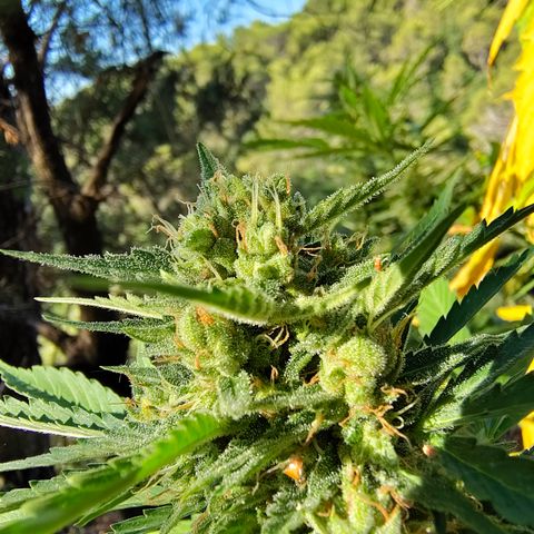 Fat Banana Automatic growlog timeline photo