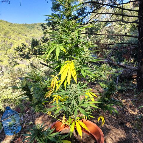 Fat Banana Automatic growlog timeline photo