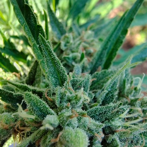 Fat Banana Automatic growlog timeline photo