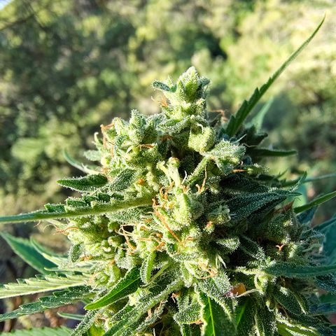 Fat Banana Automatic growlog timeline photo
