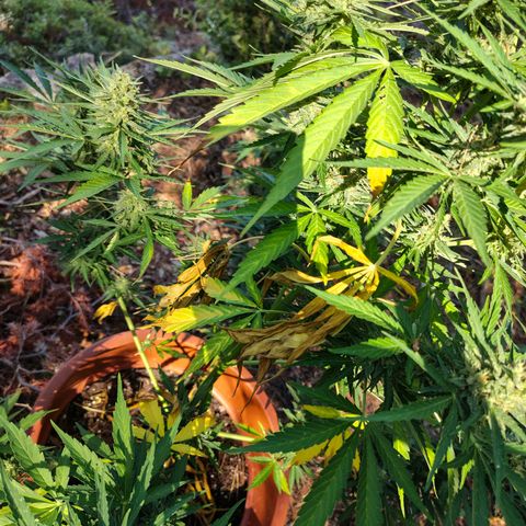 Fat Banana Automatic growlog timeline photo
