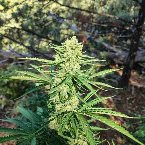 Fat Banana Automatic growlog timeline photo