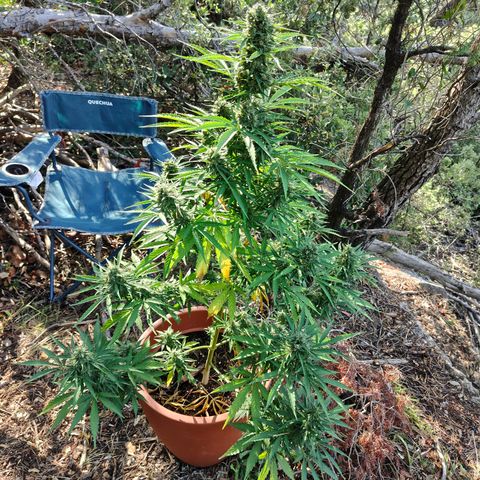 Fat Banana Automatic growlog timeline photo