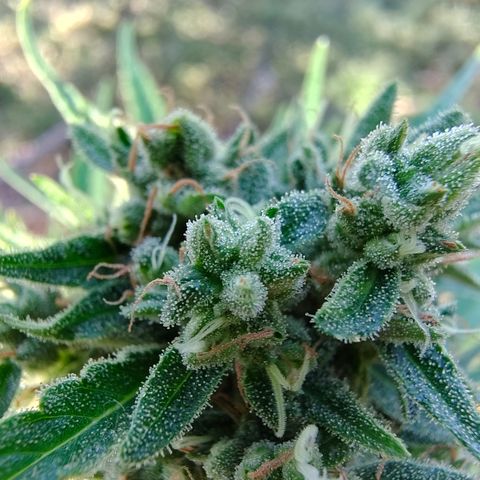Fat Banana Automatic growlog timeline photo