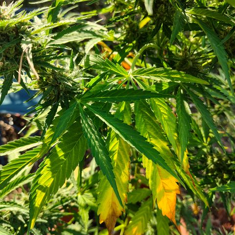 Fat Banana Automatic growlog timeline photo