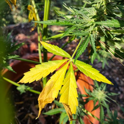 Fat Banana Automatic growlog timeline photo