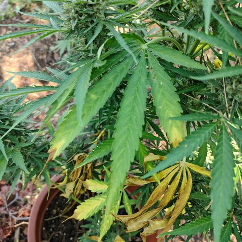 Fat Banana Automatic growlog timeline photo