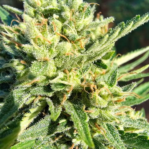 Fat Banana Automatic growlog timeline photo