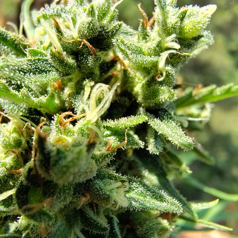 FAT1 growlog timeline photo