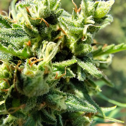 FAT1 growlog timeline photo