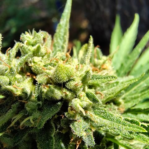 FAT1 growlog timeline photo