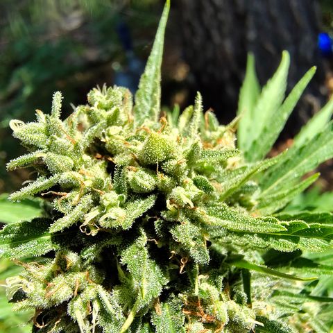 FAT1 growlog timeline photo