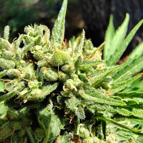 FAT1 growlog timeline photo