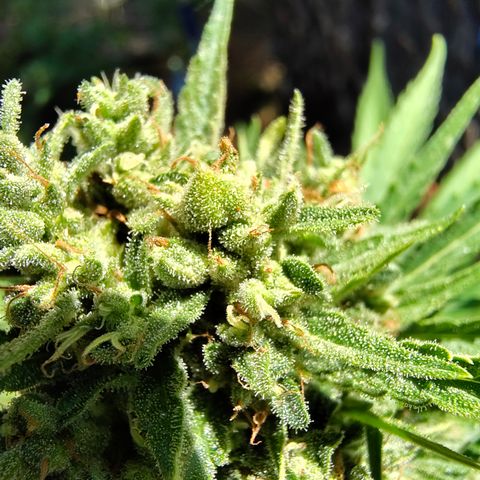 FAT1 growlog timeline photo