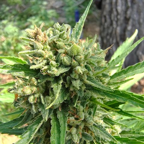 Fat Banana Automatic growlog timeline photo