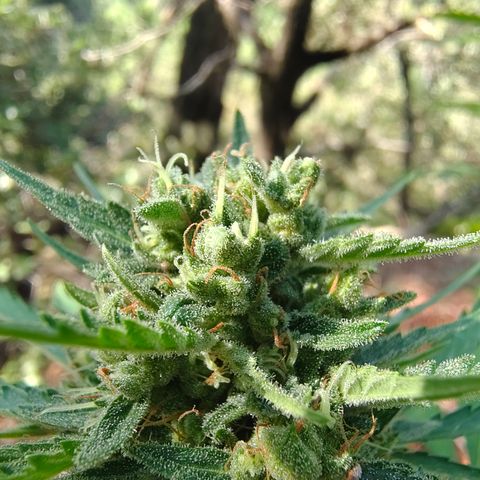 Fat Banana Automatic growlog timeline photo