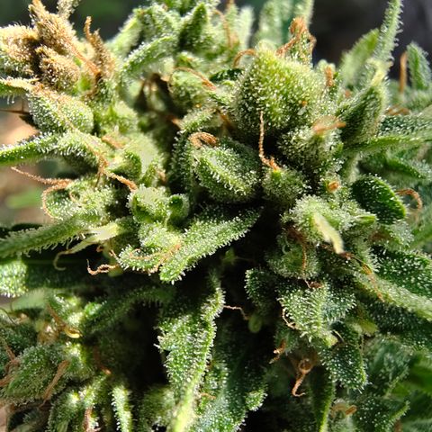 Fat Banana Automatic growlog timeline photo