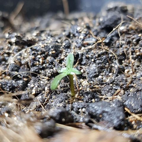 Auto Critical Fast Bud #3 growlog timeline photo