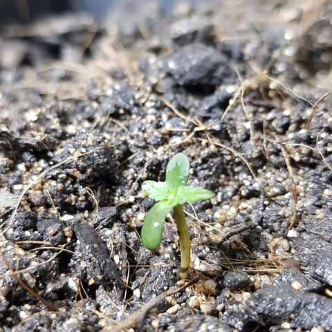 Auto Critical Fast Bud #3 growlog timeline photo